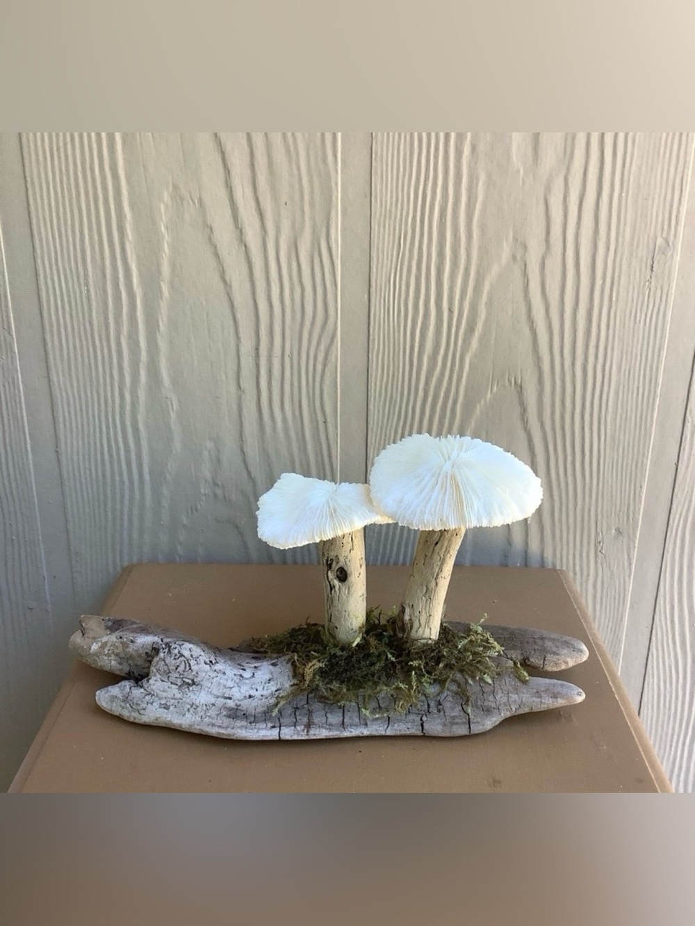 Driftwood Art, Driftwood and Coral Mushrooms, Mushroom Art, Coastal Art - Picture 4 of 8